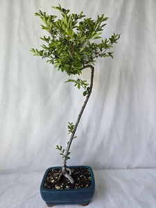 Bonsai Chinese Elm