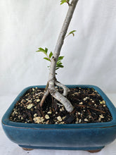 Load image into Gallery viewer, Bonsai Chinese Elm
