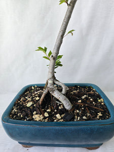 Bonsai Chinese Elm