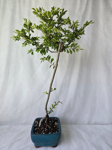 Bonsai Chinese Elm