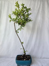 Load image into Gallery viewer, Bonsai Chinese Elm
