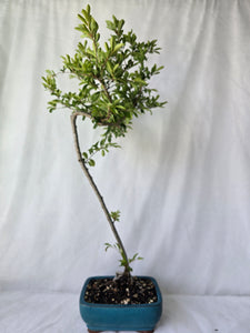 Bonsai Chinese Elm