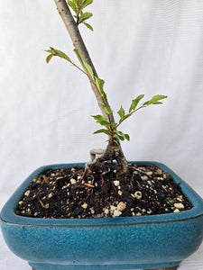 Bonsai Chinese Elm