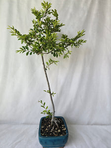 Bonsai Chinese Elm