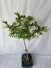 Load image into Gallery viewer, Bonsai Chinese Elm
