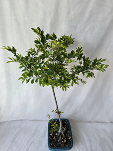 Bonsai Chinese Elm