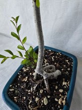 Load image into Gallery viewer, Bonsai Chinese Elm
