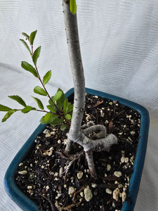 Bonsai Chinese Elm