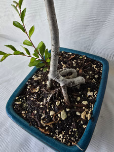 Bonsai Chinese Elm