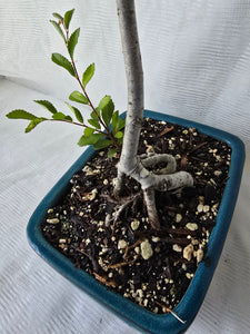 Bonsai Chinese Elm