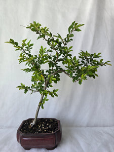 Bonsai Chinese Elm