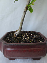 Load image into Gallery viewer, Bonsai Chinese Elm
