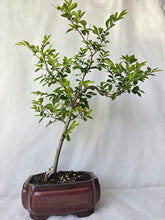 Load image into Gallery viewer, Bonsai Chinese Elm
