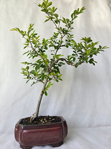 Bonsai Chinese Elm