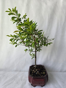 Bonsai Chinese Elm