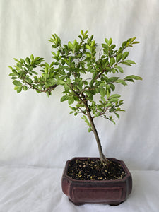 Bonsai Chinese Elm