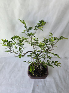 Bonsai Chinese Elm