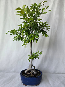 Bonsai Chinese Elm