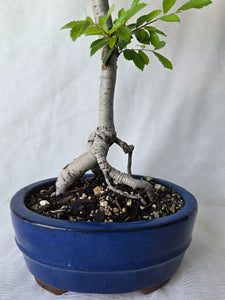 Bonsai Chinese Elm