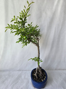 Bonsai Chinese Elm