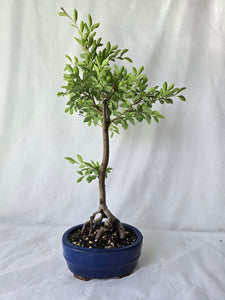 Bonsai Chinese Elm