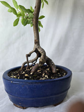 Load image into Gallery viewer, Bonsai Chinese Elm
