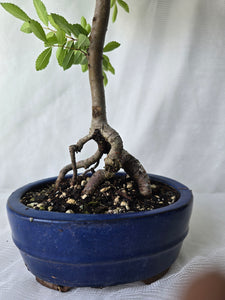 Bonsai Chinese Elm