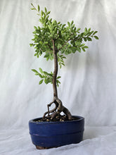 Load image into Gallery viewer, Bonsai Chinese Elm
