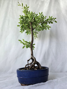 Bonsai Chinese Elm