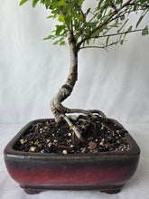 Load image into Gallery viewer, Bonsai Chinese Elm
