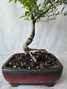 Bonsai Chinese Elm