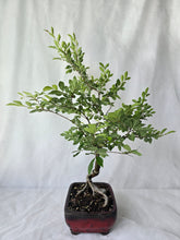 Load image into Gallery viewer, Bonsai Chinese Elm
