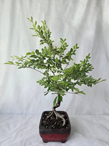 Bonsai Chinese Elm