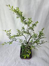 Load image into Gallery viewer, Bonsai Chinese Elm
