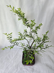 Bonsai Chinese Elm