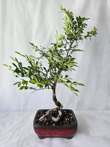 Bonsai Chinese Elm