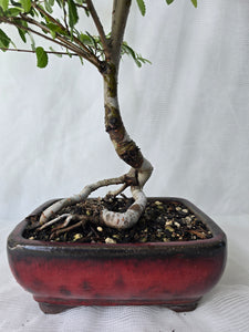 Bonsai Chinese Elm