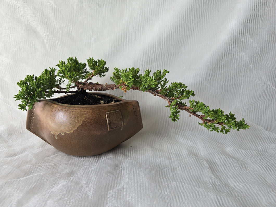Bonsai Juniper Procumbens Nana