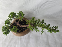 Load image into Gallery viewer, Bonsai Juniper Procumbens Nana
