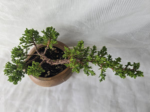 Bonsai Juniper Procumbens Nana