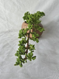 Bonsai Juniper Procumbens Nana