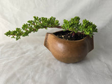 Load image into Gallery viewer, Bonsai Juniper Procumbens Nana
