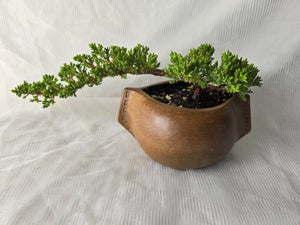 Bonsai Juniper Procumbens Nana
