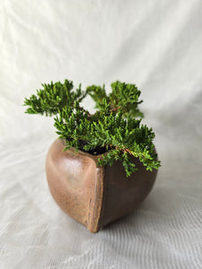 Bonsai Juniper Procumbens Nana