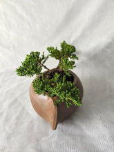 Load image into Gallery viewer, Bonsai Juniper Procumbens Nana
