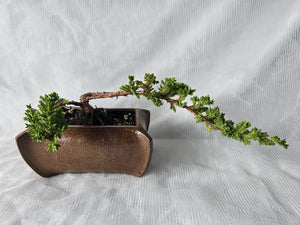 Bonsai Juniper Procumbens Nana