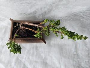 Bonsai Juniper Procumbens Nana