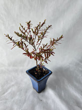 Load image into Gallery viewer, Bonsai False Heather ?
