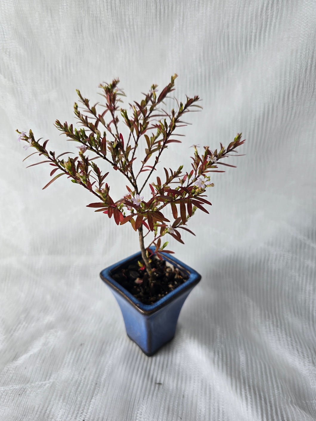 Bonsai False Heather ?