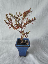 Load image into Gallery viewer, Bonsai False Heather ?
